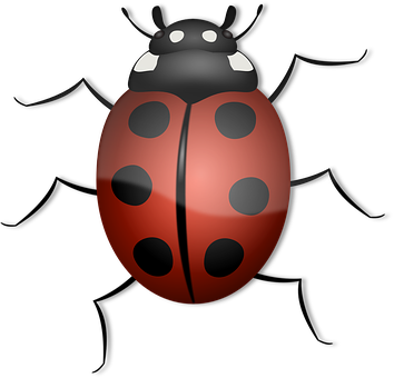 Ladybug, Animal, Beetle, Bug, Insect - Animals With 6 Or More Legs (354x340)