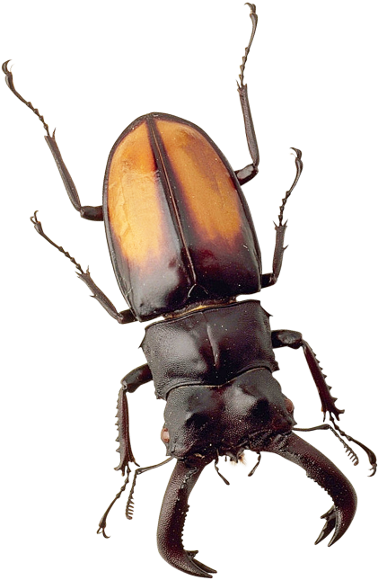 Clip Art Images - Beetle Png (500x718)