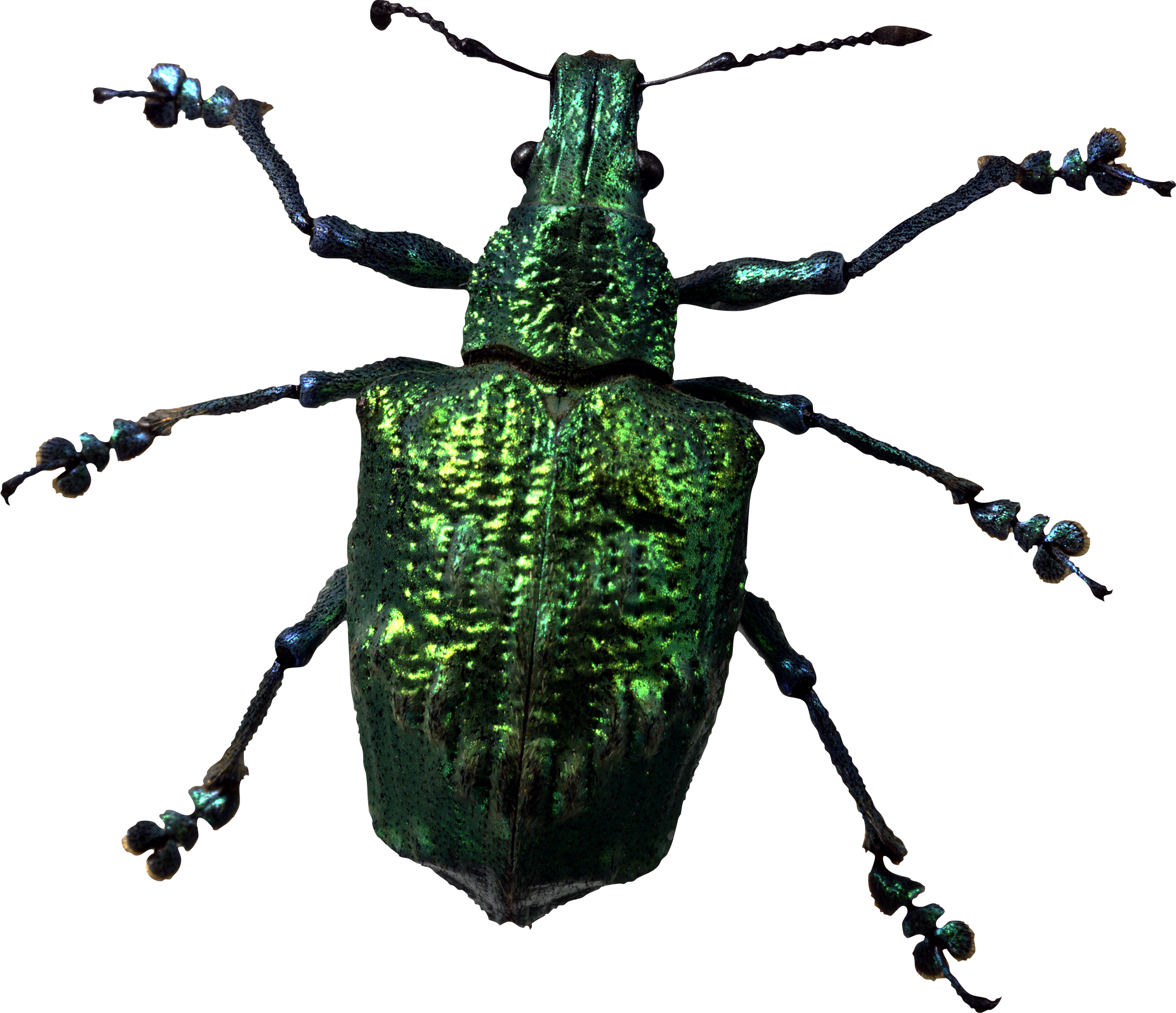Png Insects And Bugs - Insect Png (2112x1819)