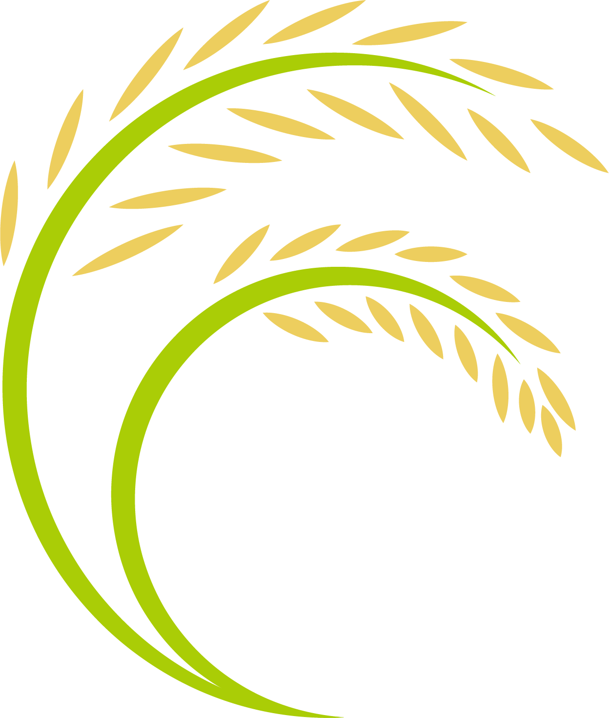 Harvest Vector Paddy - Paddy Logo (1248x1472)