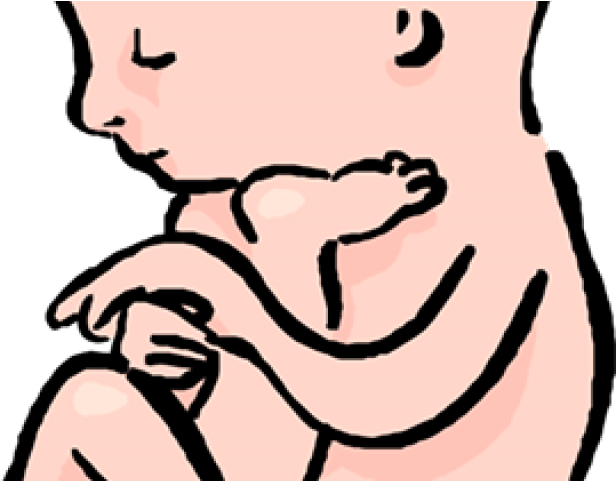 Womb Clipart Transparent - Womb Clipart Transparent (640x480)
