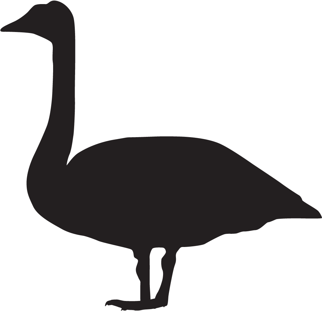 Tundra Swan - Mute Swan Black And White (1024x1024)