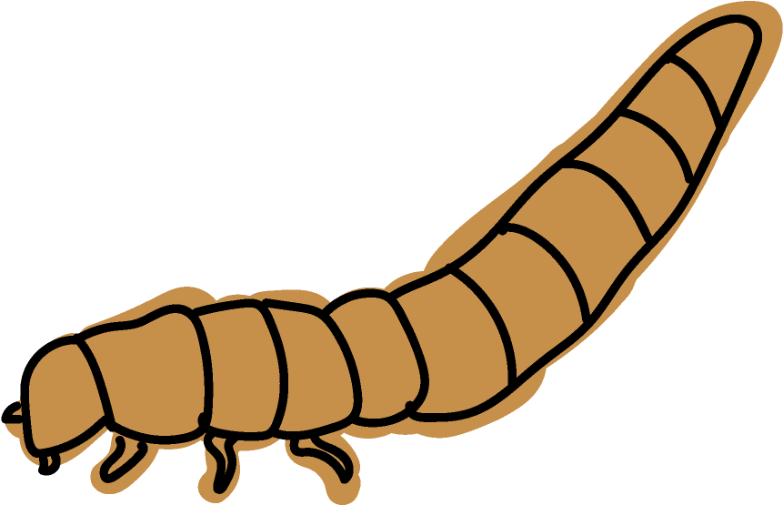 Celtic Ukulele Design For Kevin Carroll - Maguey Worm (957x657)