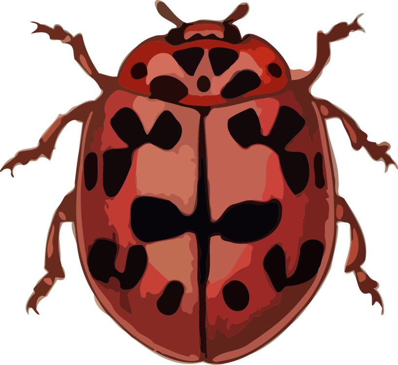 Ladybird Beetle Computer Icons Polyphaga Bothrideridae - Ladybird Beetle (818x750)