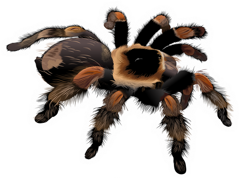 Free Stock Spider Clipart Free Collection Download - Free Stock Spider Clipart Free Collection Download (781x582)