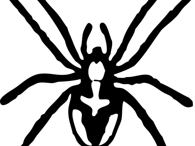 Tarantula Clipart Transparent - Spider Clipart Black And White (640x480)