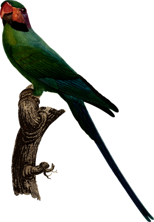 Budgerigar Parrot Bird Illustrations Parakeet - Psittacula Longicauda (520x750)