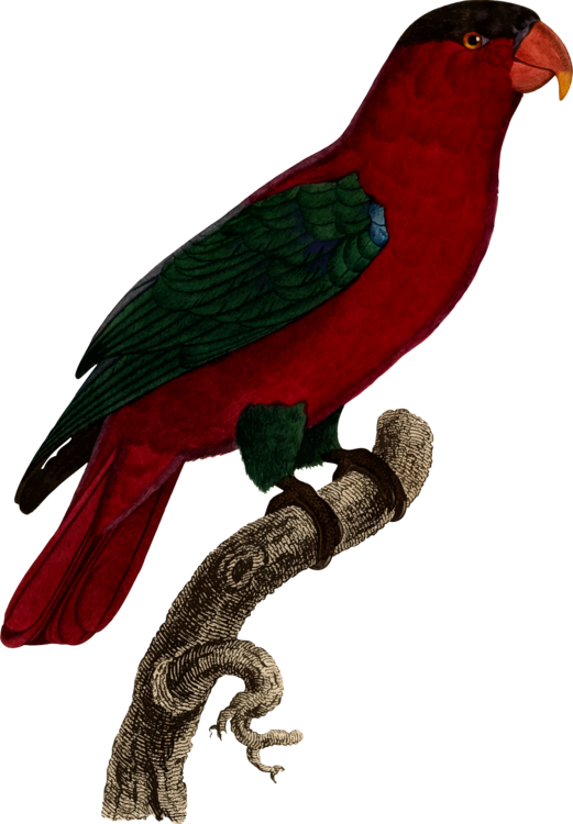 Parrot Lovebird Budgerigar Parakeet - Parakeet (521x750)