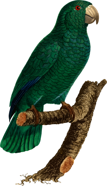 Budgerigar Lovebird Loriini Macaw - Parakeet (432x750)