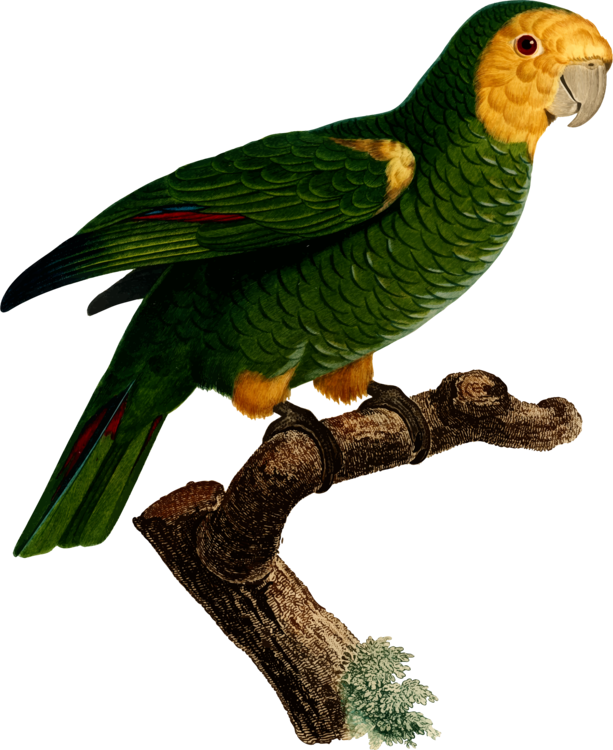 Budgerigar Parrot Macaw Art Bird - Parrot (613x750)