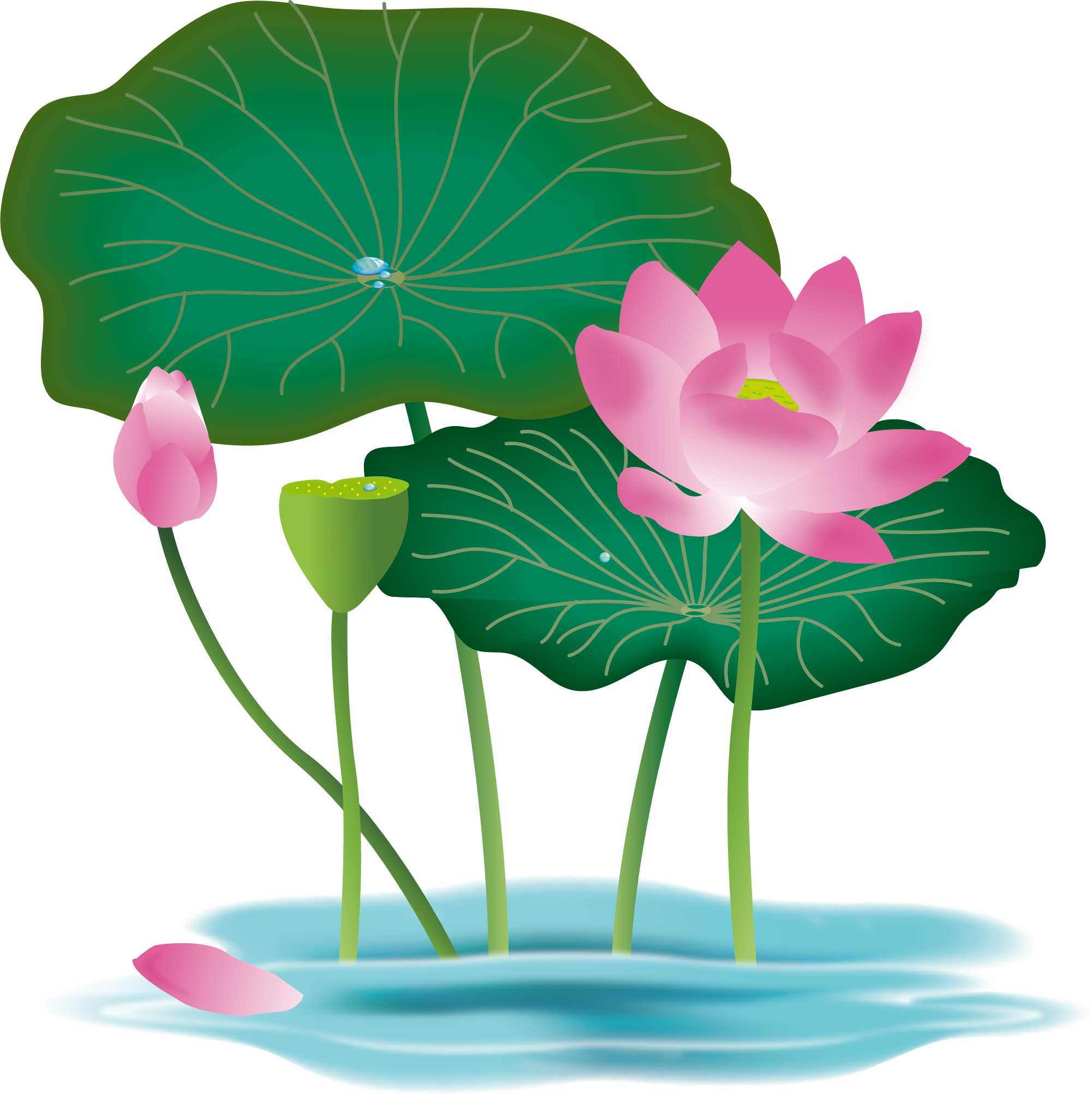 Hand Drawn Floral Lotus Flower Lotus Leaf Foliage Lotus - Hoa Sen Vector Png (2001x2007)