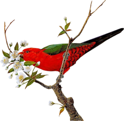 Bd-76 - Birds With Flowers Png (410x400)