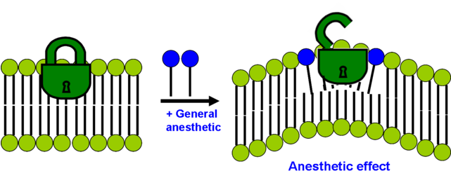 320 × 149 Pixels - Mechanism Of Action (640x299)