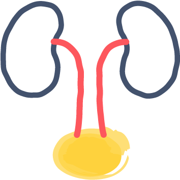 Urinary Tract Infection Antibiotics And Treatment - Urinary Tract Infection Antibiotics And Treatment (384x384)