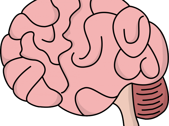 Photos Clipart Brain - Brain Clipart (640x480)