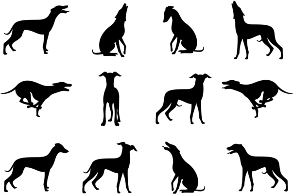 Whippet Front Silhouette (700x490)