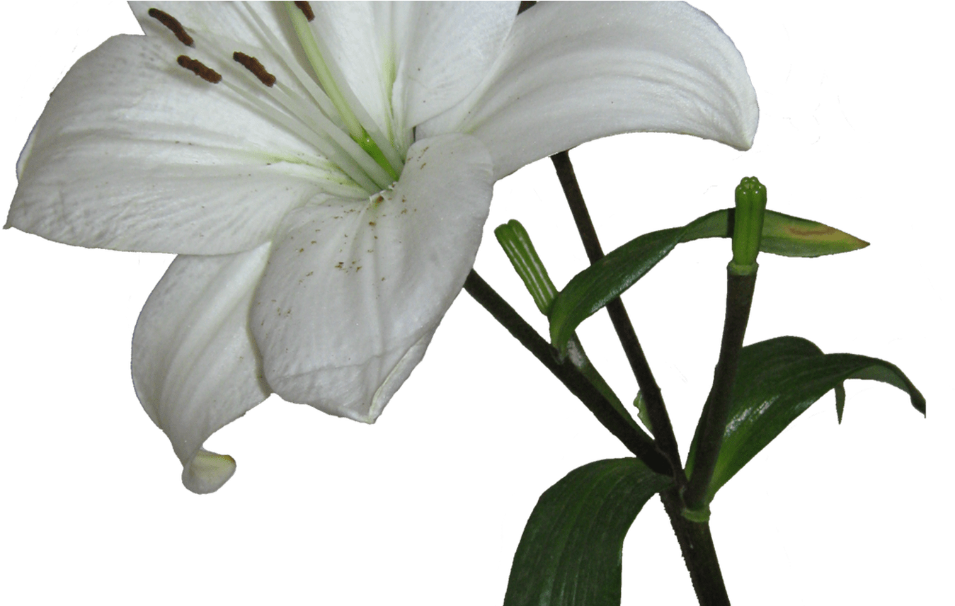 White Lily Flowers Png Transpa Gardening Flower And - White Lily Transparent Background (1368x855)