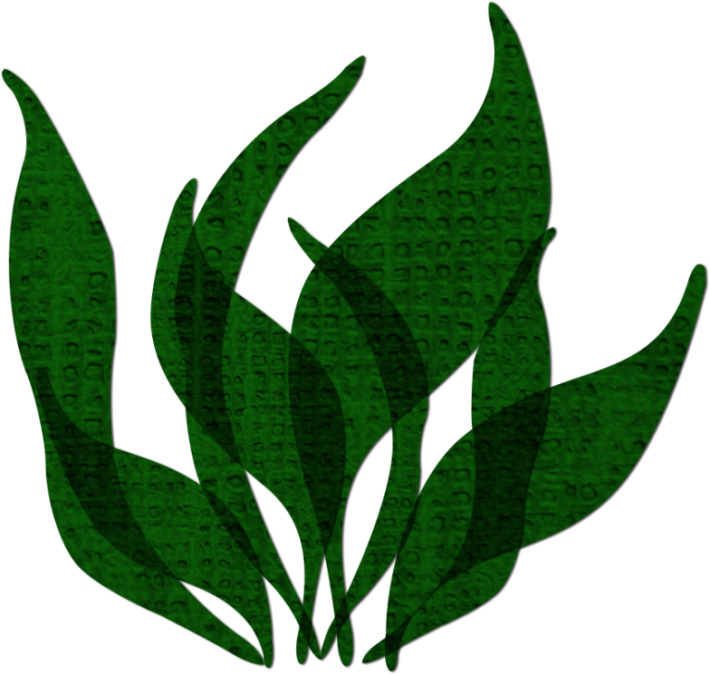 Seaweed Image By Falk826 On Photobucket - Seaweed Png (797x768)