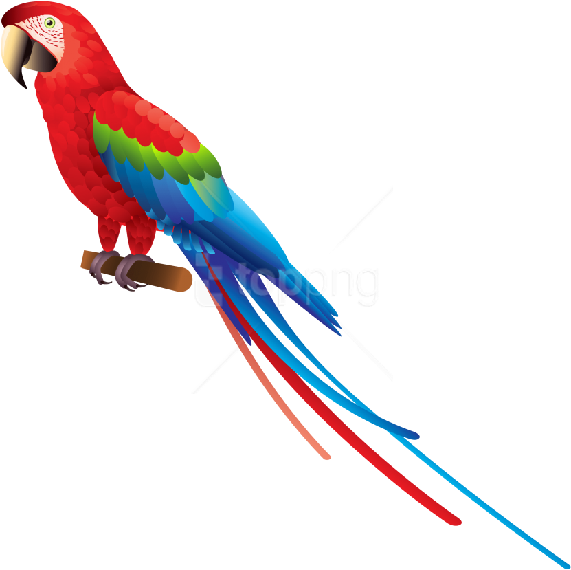 Free Png Download Parrot Clipart Png Photo Png Images - Blue And Yellow Macaw Clipart (851x847)