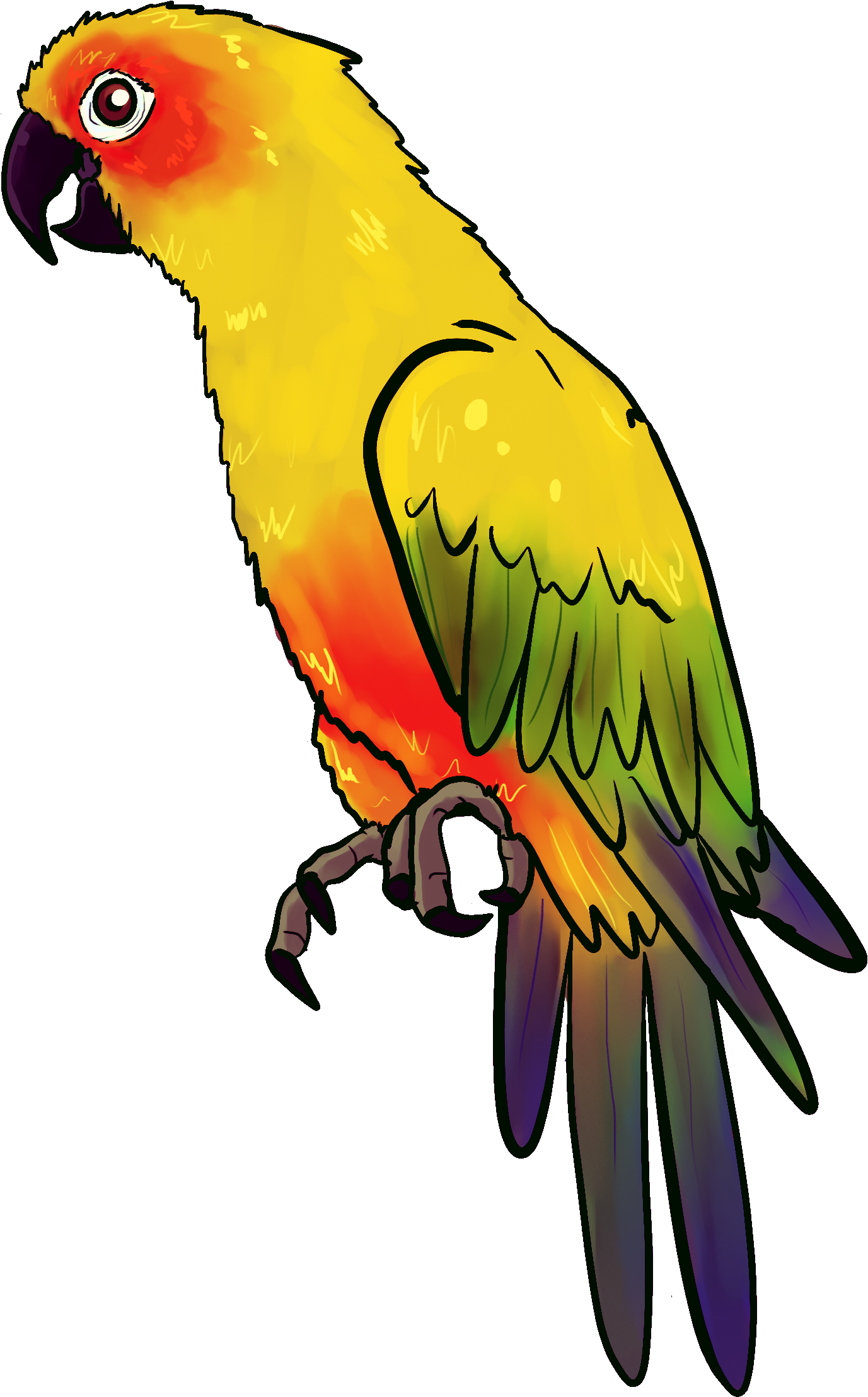 Drawn Parakeet Pirate Parrot - Yellow Parrot Drawing (1536x2368)