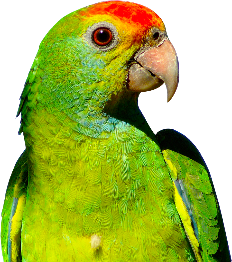 Parrot Clip Art Transparent Background - Parrot Png (1050x1093)
