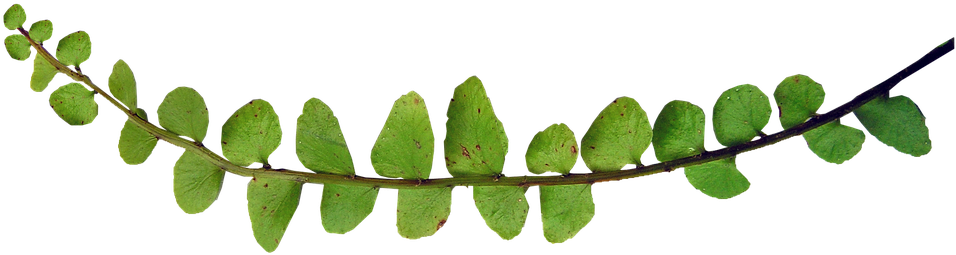 960 X 718 1 - 960 X 718 1 (960x718)