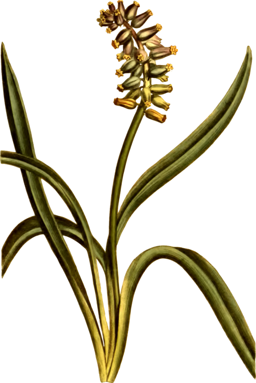 Musk Grape Hyacinth Cut Flowers Plant Stem - Musk Grape Hyacinth Cut Flowers Plant Stem (501x750)