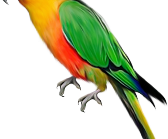 Macaw Clipart Perrot - Transparent Background Parrot Png (640x480)