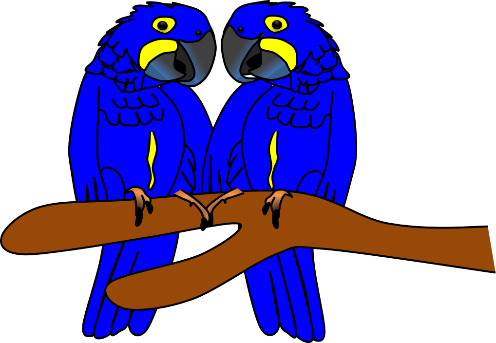 Arara Azul Imagens Animais By Amigo Nicola Ⓒ - Budgie (1018x704)