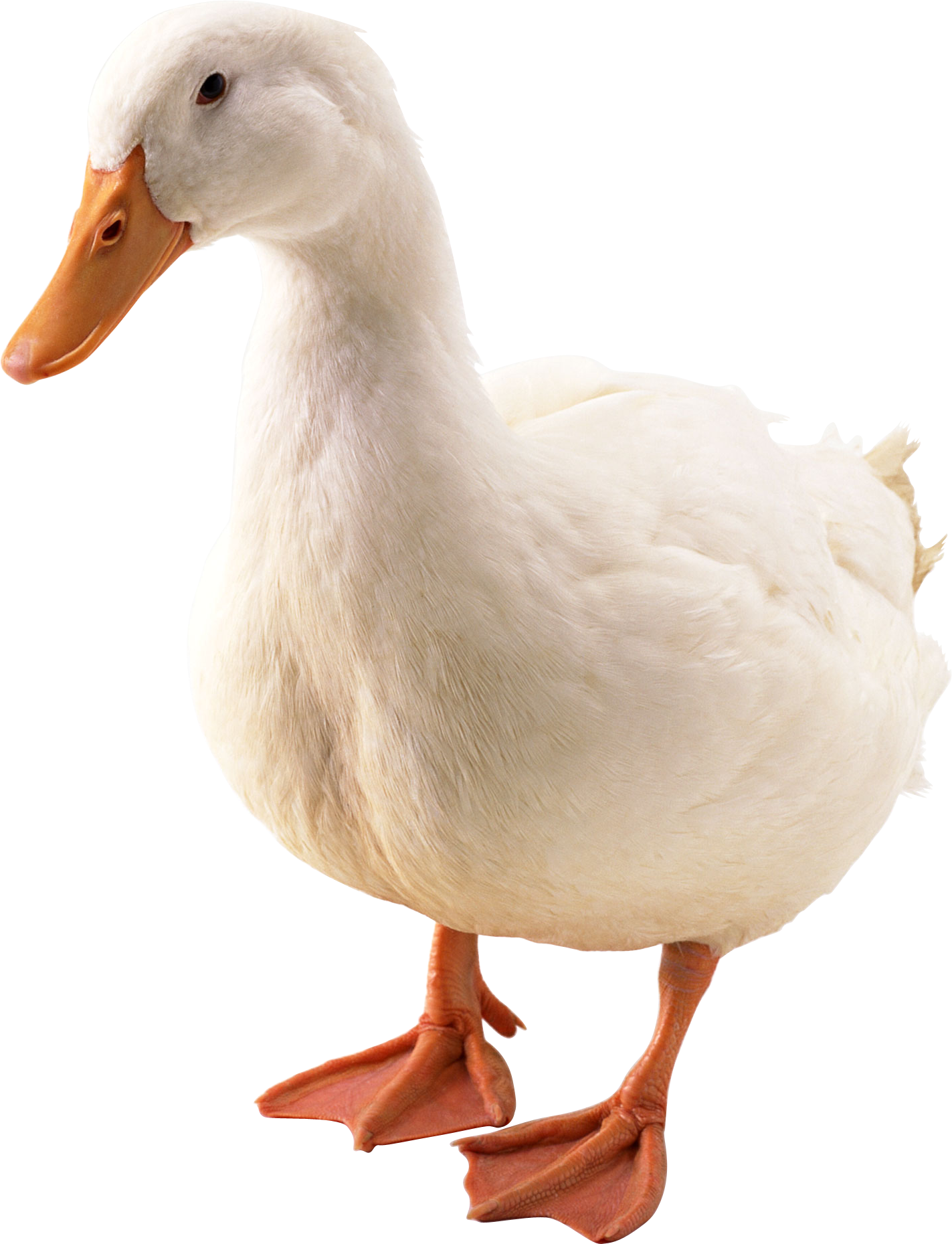 Goose Png - Pato Png (1423x1859)
