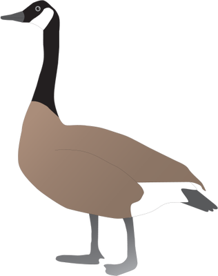 Canada Goose Svg - Geese Drawing (316x400)