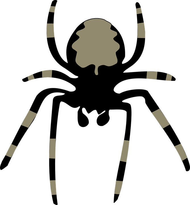 Spider Insect Arachnoid - Spider Clipart (668x720)