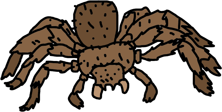 All Taurantulas Can Be Sorted Into Two Groups - Araneus (784x588)