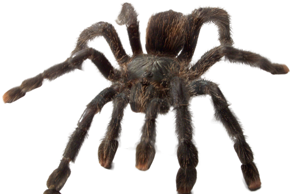 'ye Olde Arachnarium' - Tarantula (960x400)