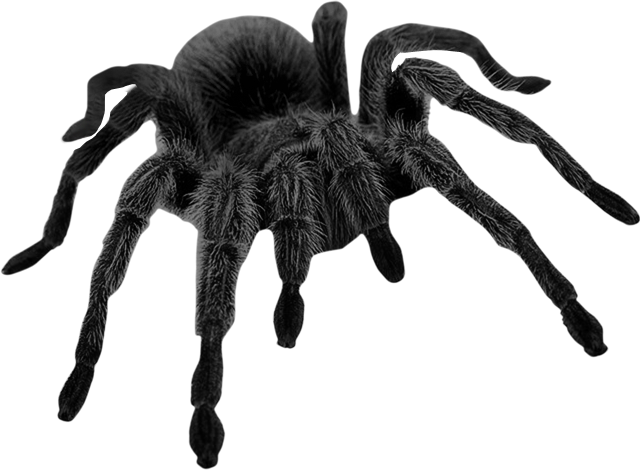 Sticker Tarantula Spider Scary Realistic - Super Top Missile Insect Mosquito Killer Machine (640x470)