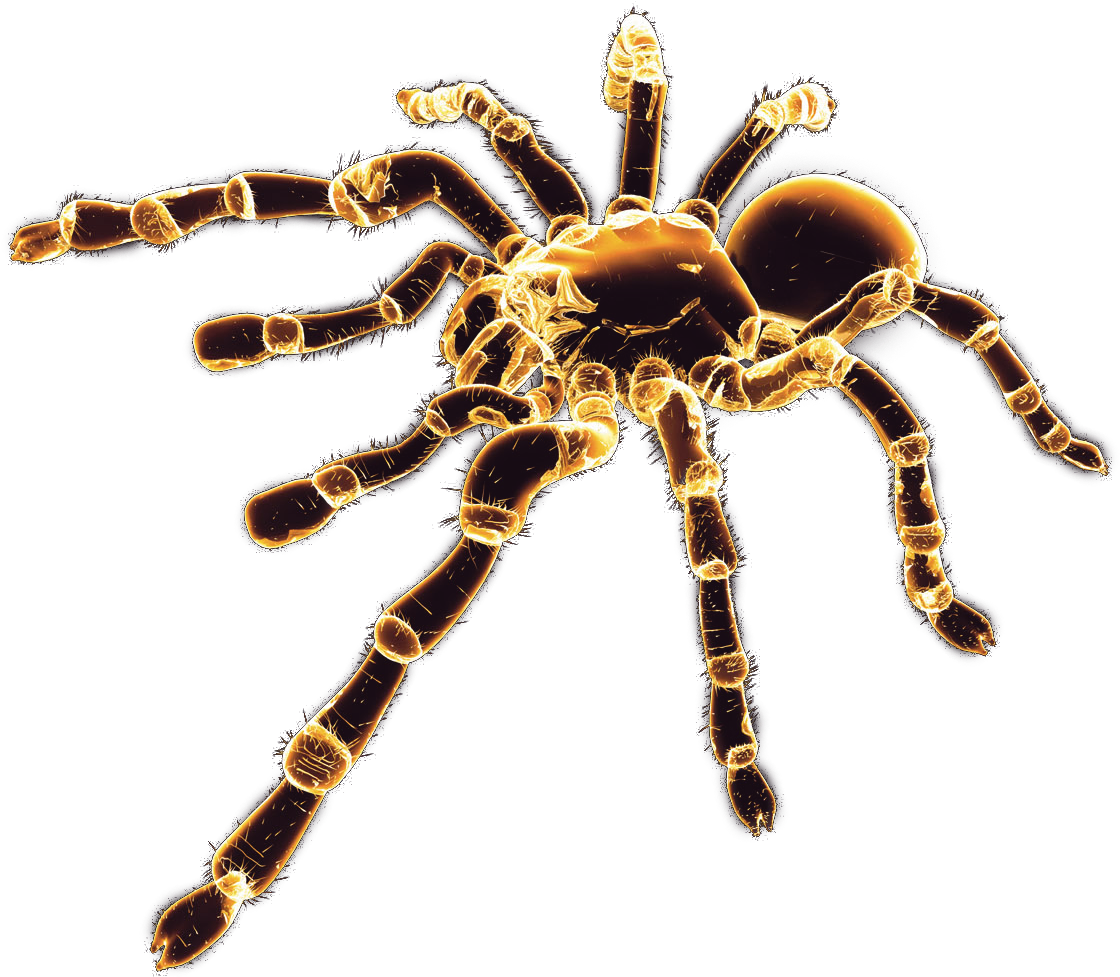 Spider Png Image - Örümcek Png (1600x1200)