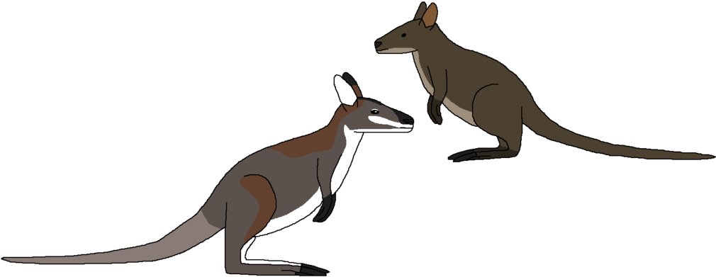 Mini Macropods By Wildandnaturefan On Deviantart Minimacropods - Kangaroo (1024x402)