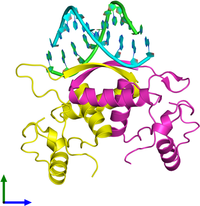 Pdb 1mjm Coloured By Chain And Viewed From The Front - Illustration (800x800)