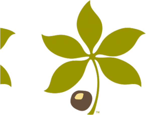 Buckeye Leaf Cliparts - Buckeye Nut Clipart Transparent (640x480)