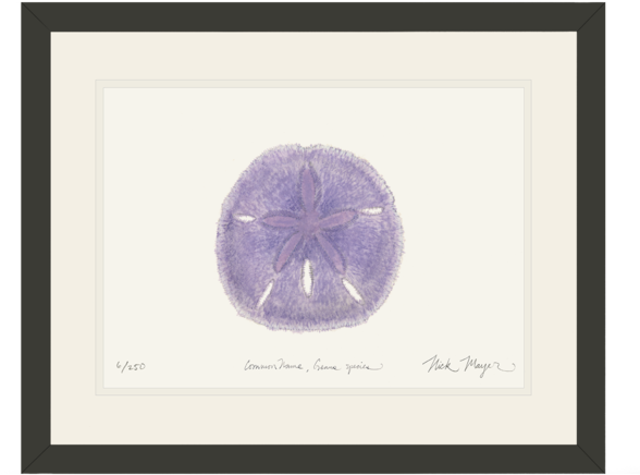 Purple Sand Dollar Nick Mayer Art - Sand Dollar (600x501)