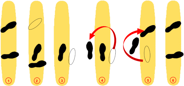 Longboard Dancing Ghost Ride - Longboard Dancing (623x305)