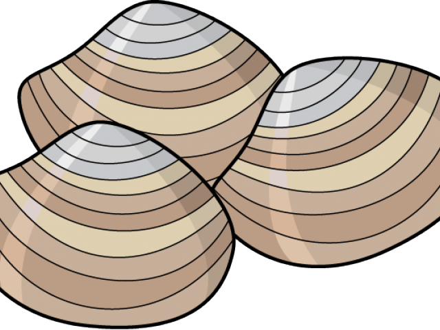 Clams Clipart Seashell - Clam Clipart (640x480)