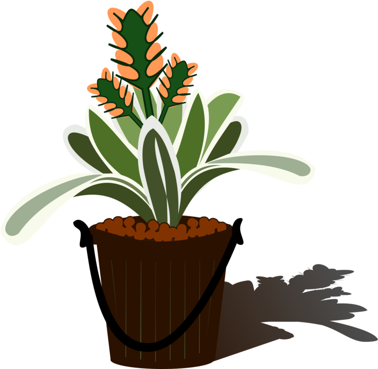 Flowering Plant Plants Aechmea Flowerpot - Bromelia Png Clipart (750x750)