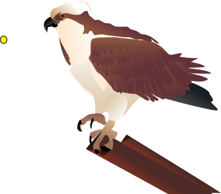 444 X 390 5 - Osprey Clipart (444x390)