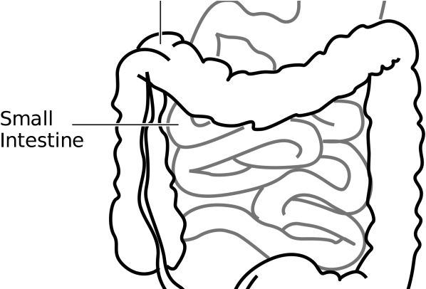 Small Intestine Clipart (725x405)