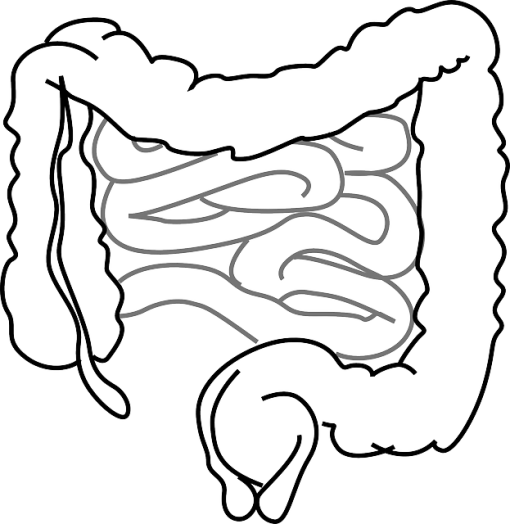 Gifx - Intestinos Del Cuerpo Humano Para Colorear (510x524)