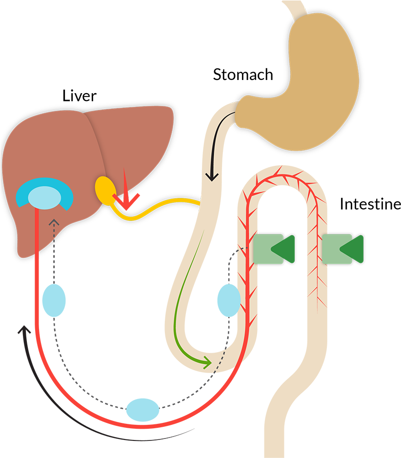 Metacrine Fxr - Illustration (864x938)