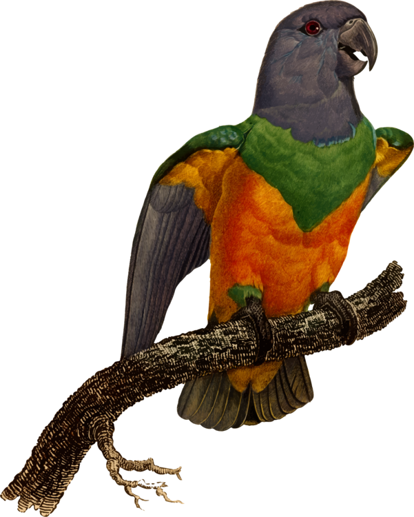 Macaw Blue-winged Parrotlet Eclectus Parrot - Macaw (601x750)