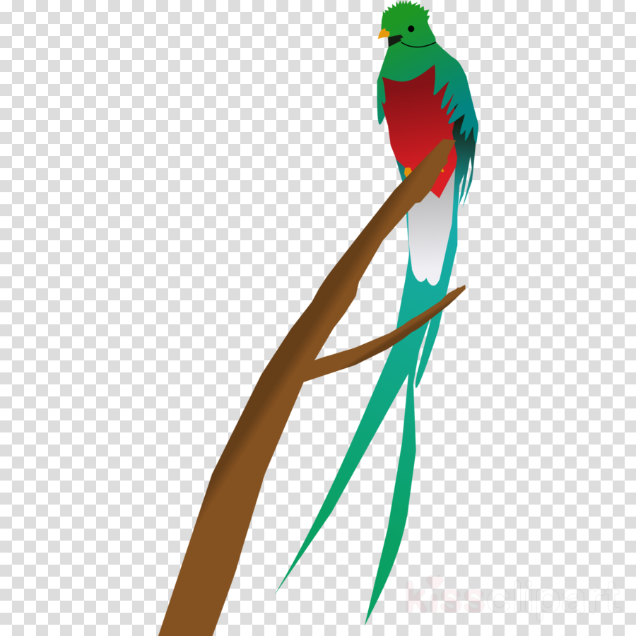 Quetzal Clipart Quetzal Clip Art - Question Mark With A Clear Background (900x900)