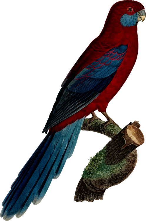 Budgerigar Parrot Crimson Rosella Parakeet Macaw - Parrot (496x750)